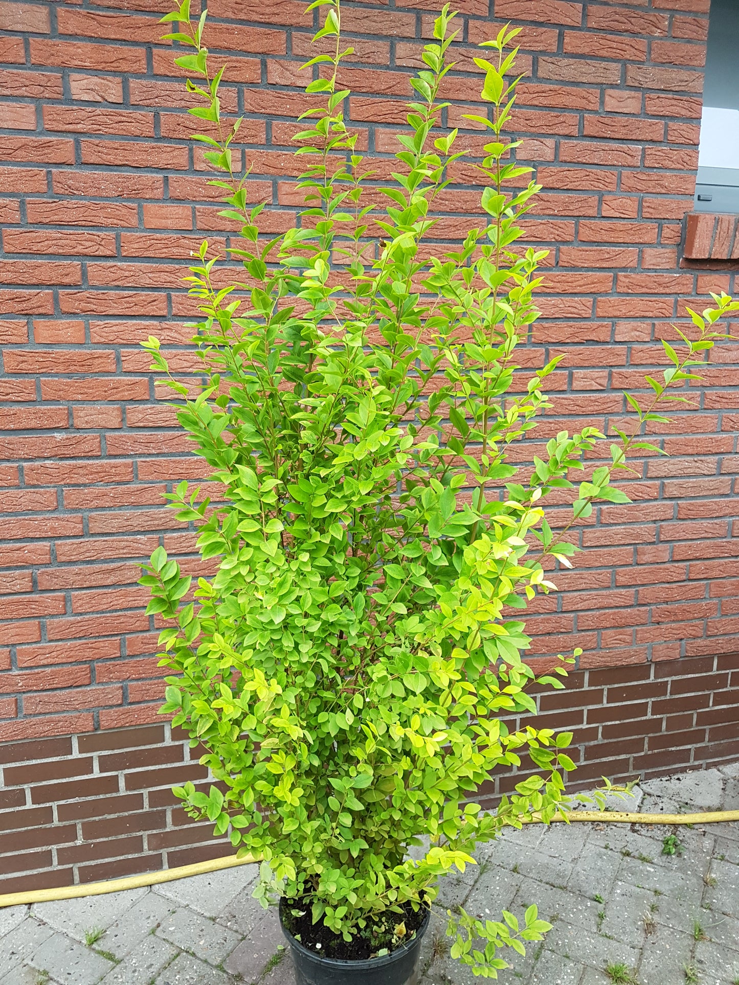 Goldliguster - Ligustrum ovalifolium ‘Aureum’ - kaufen & pflegen