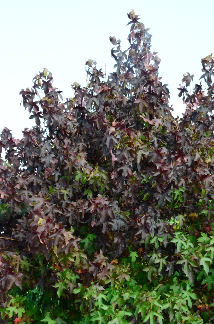 Amberbaum Liquidambar styraciflua - kaufen & pflegen