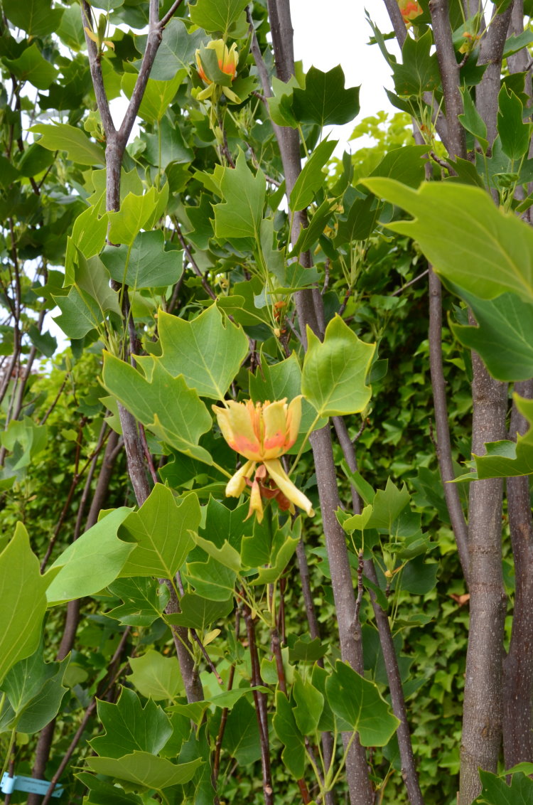 Amberbaum Liquidambar styraciflua - kaufen & pflegen