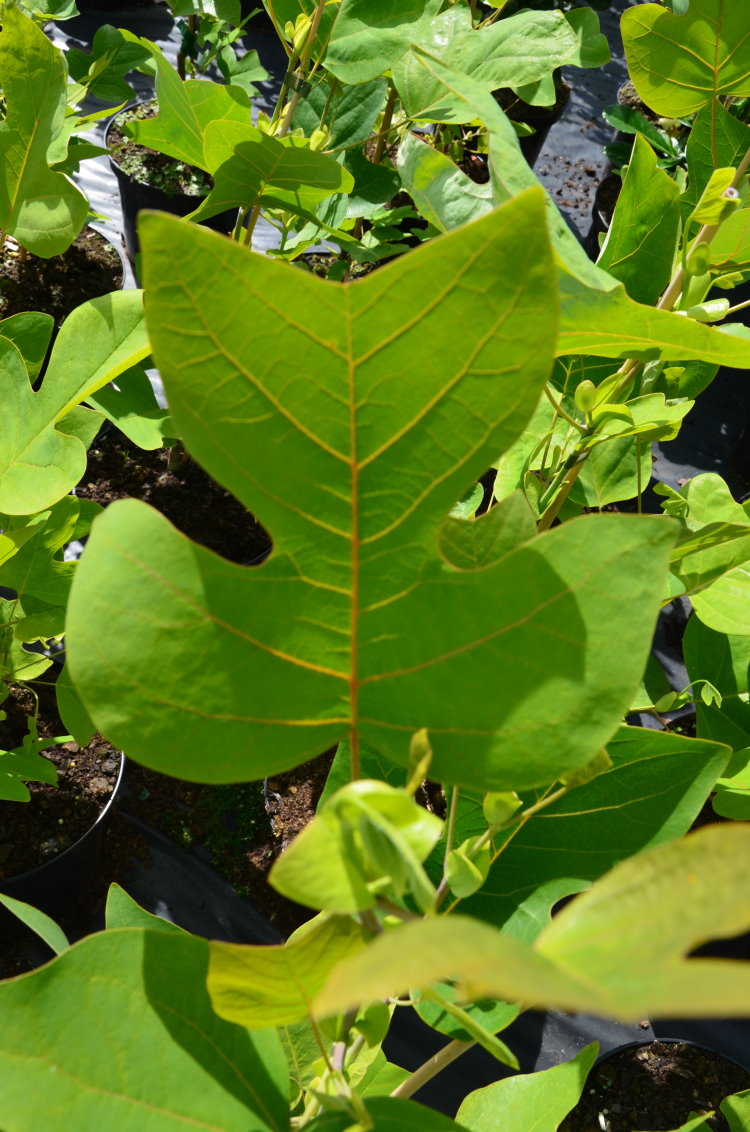 Echter Tulpenbaum Liriodendron tulipifera - kaufen & pflegen
