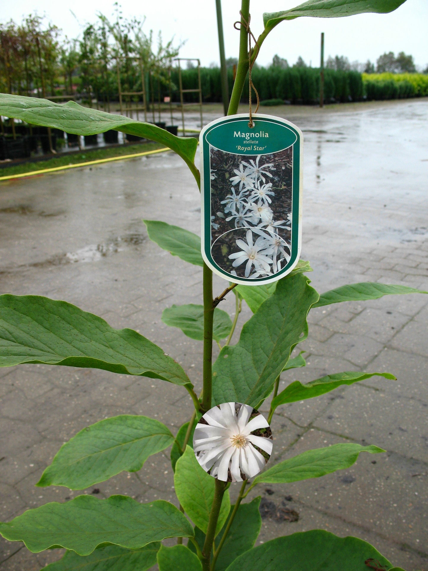 Sternmagnolie Royal Star - kaufen & pflegen