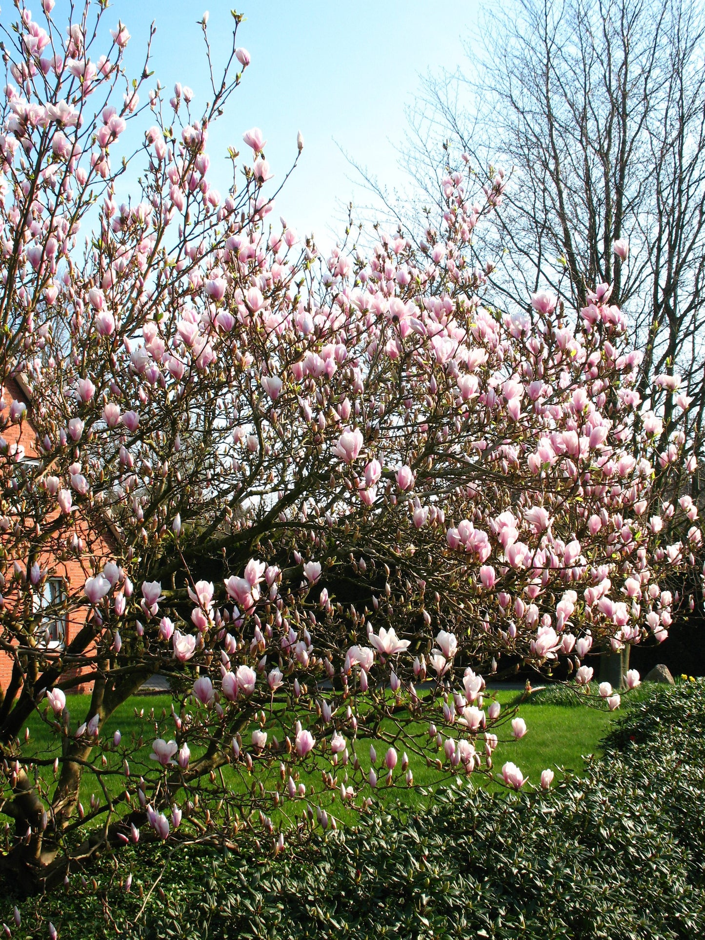 rosa weiß blühende Tulpenmagnolie Magnolia soulangiana - kaufen & pflegen