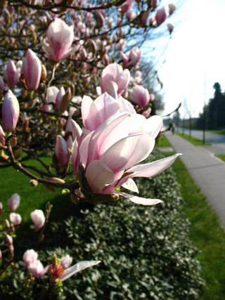 rosa weiß blühende Tulpenmagnolie Magnolia × soulangeana – Blüte in Nahaufnahme
