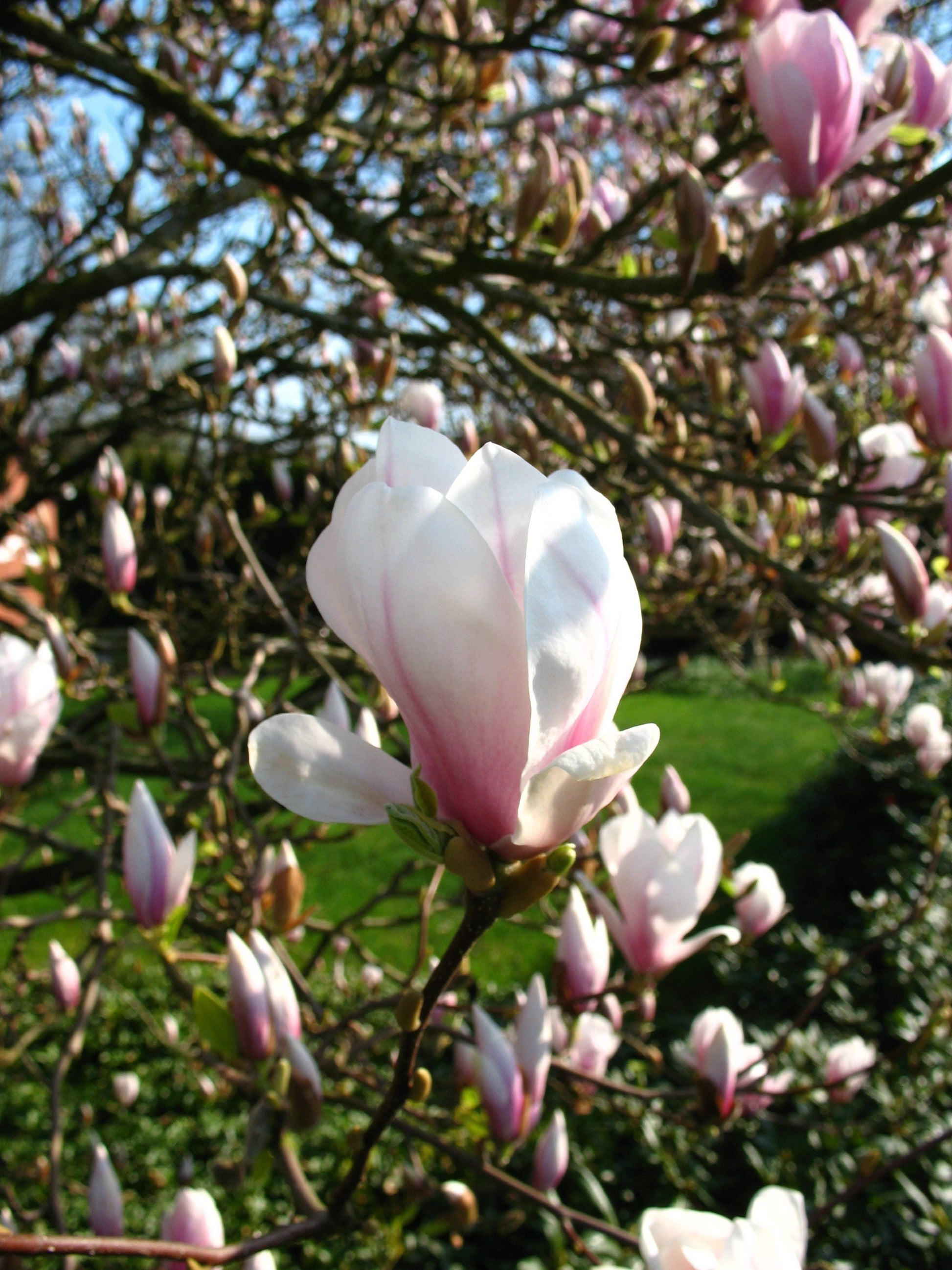rosa weiß blühende Tulpenmagnolie Magnolia soulangiana - kaufen & pflegen