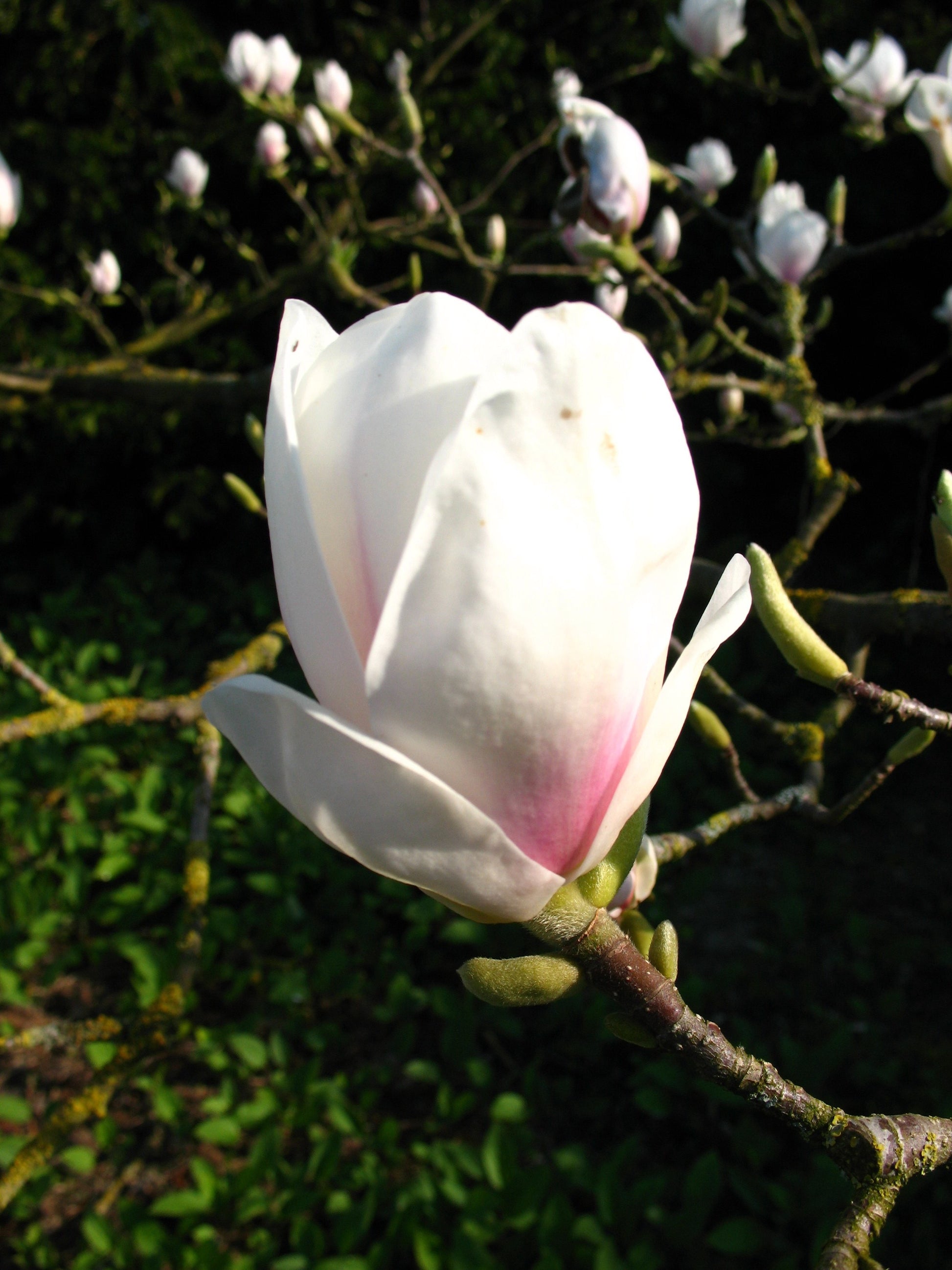 rosa weiß blühende Tulpenmagnolie Magnolia soulangiana - kaufen & pflegen