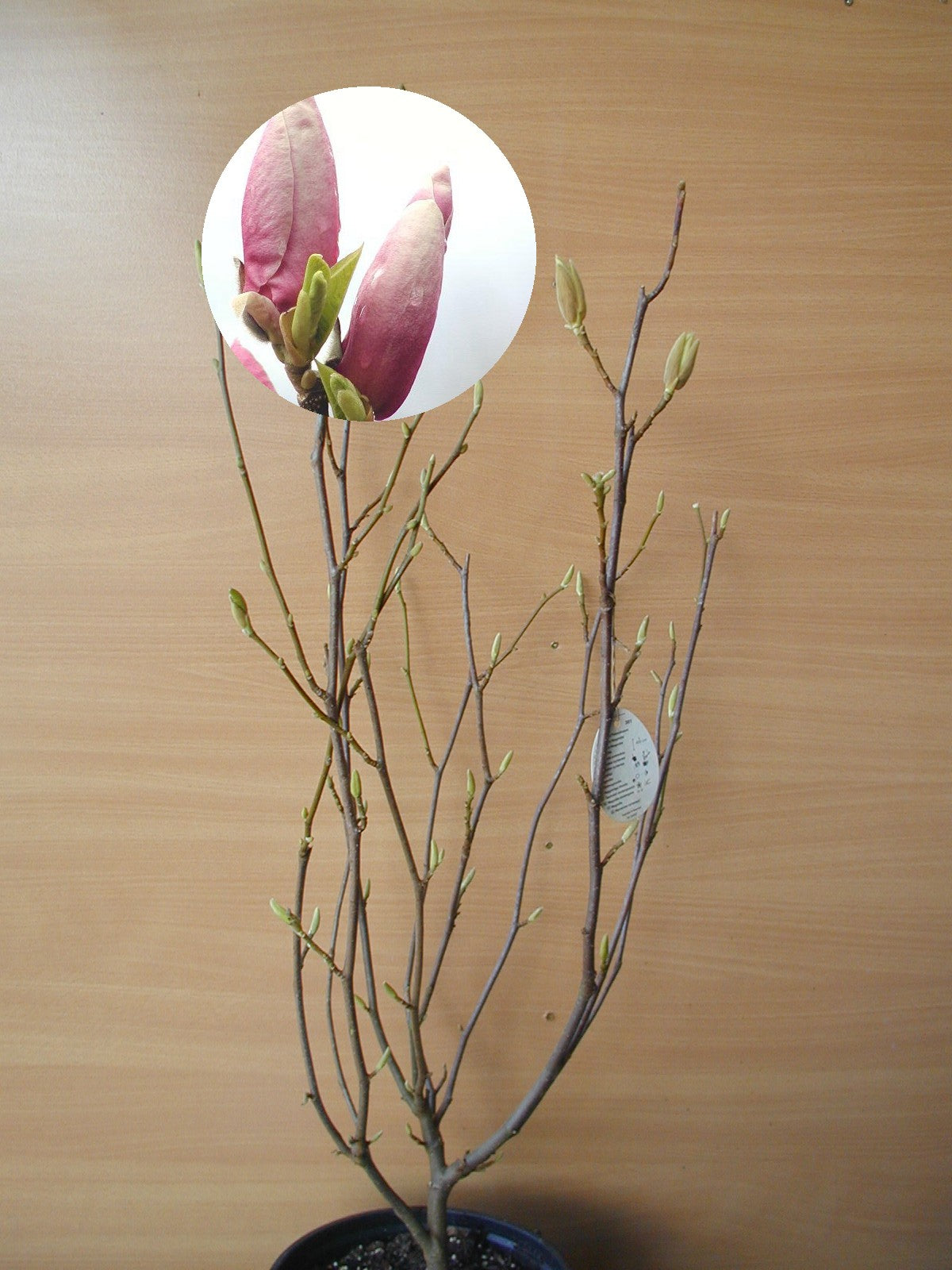 rosa weiß blühende Tulpenmagnolie Magnolia soulangiana - kaufen & pflegen