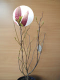 rosa weiß blühende Tulpenmagnolie Magnolia soulangiana