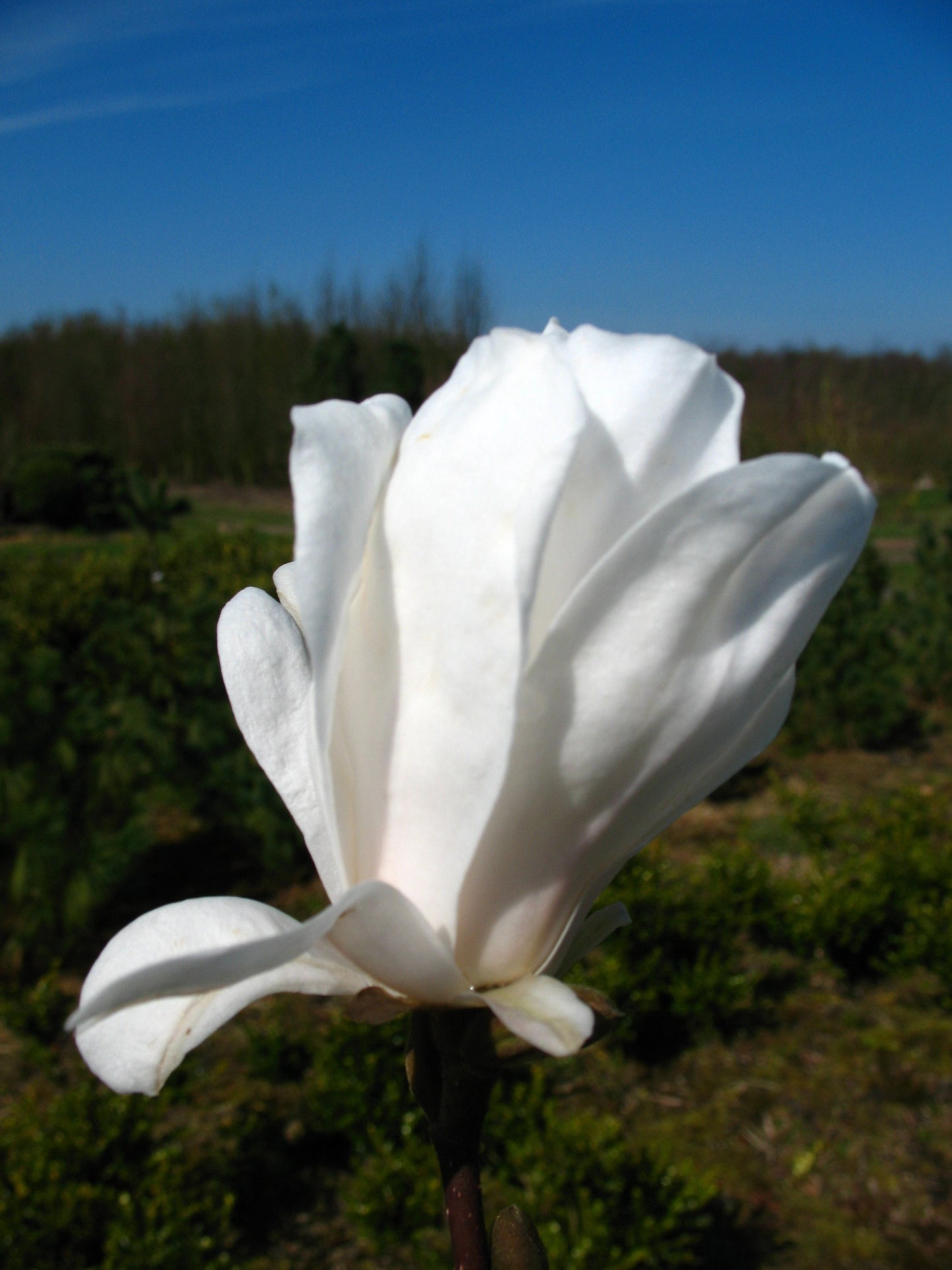 Sternmagnolie Royal Star - kaufen & pflegen