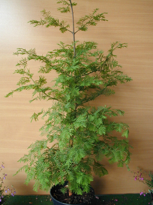 Urwelt Mammutbaum - kaufen & pflegen