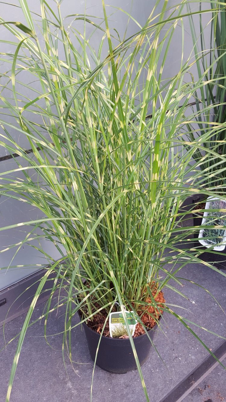 NEUHEIT Zwerg - Zebragras Miscanthus sinensis Little Zebra® - kaufen & pflegen