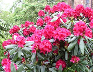 Alpenrose Nova Zembla – blühende Pflanze