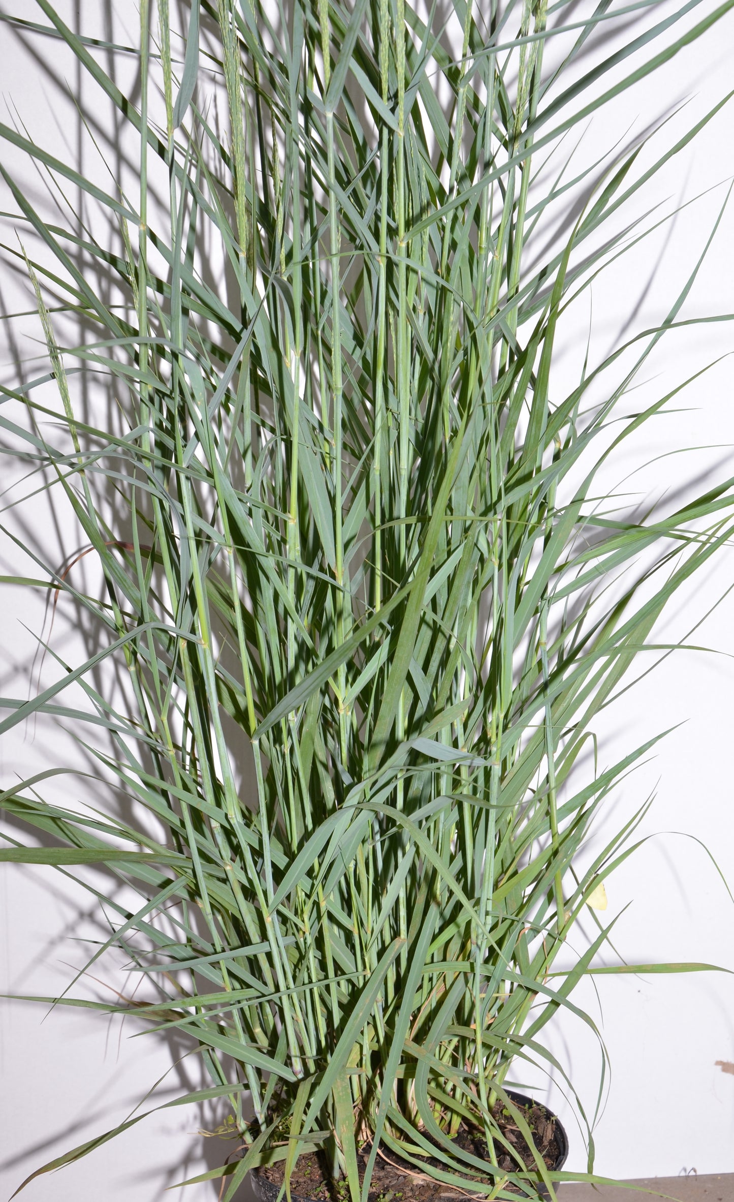 Riesen Rutenhirse Panicum virgatum Prairie Sky - kaufen & pflegen
