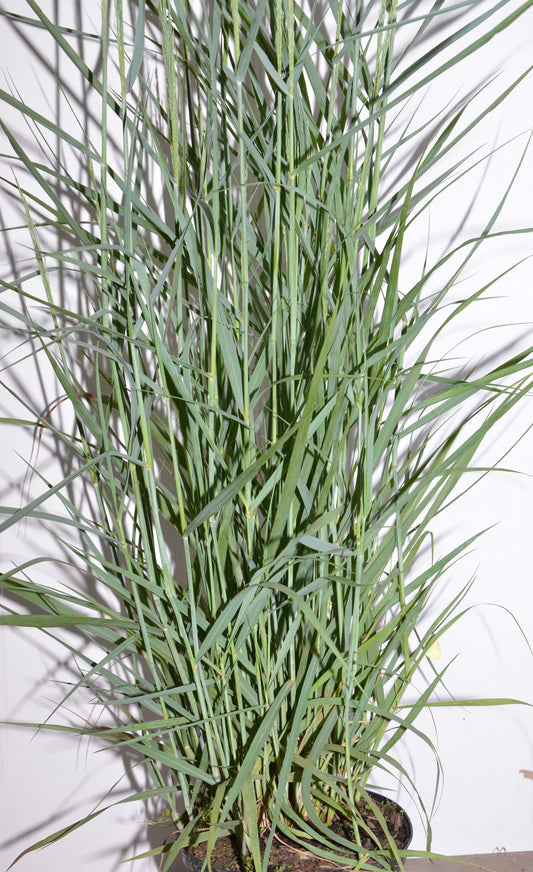 Riesen Rutenhirse Panicum virgatum Prairie Sky - kaufen & pflegen