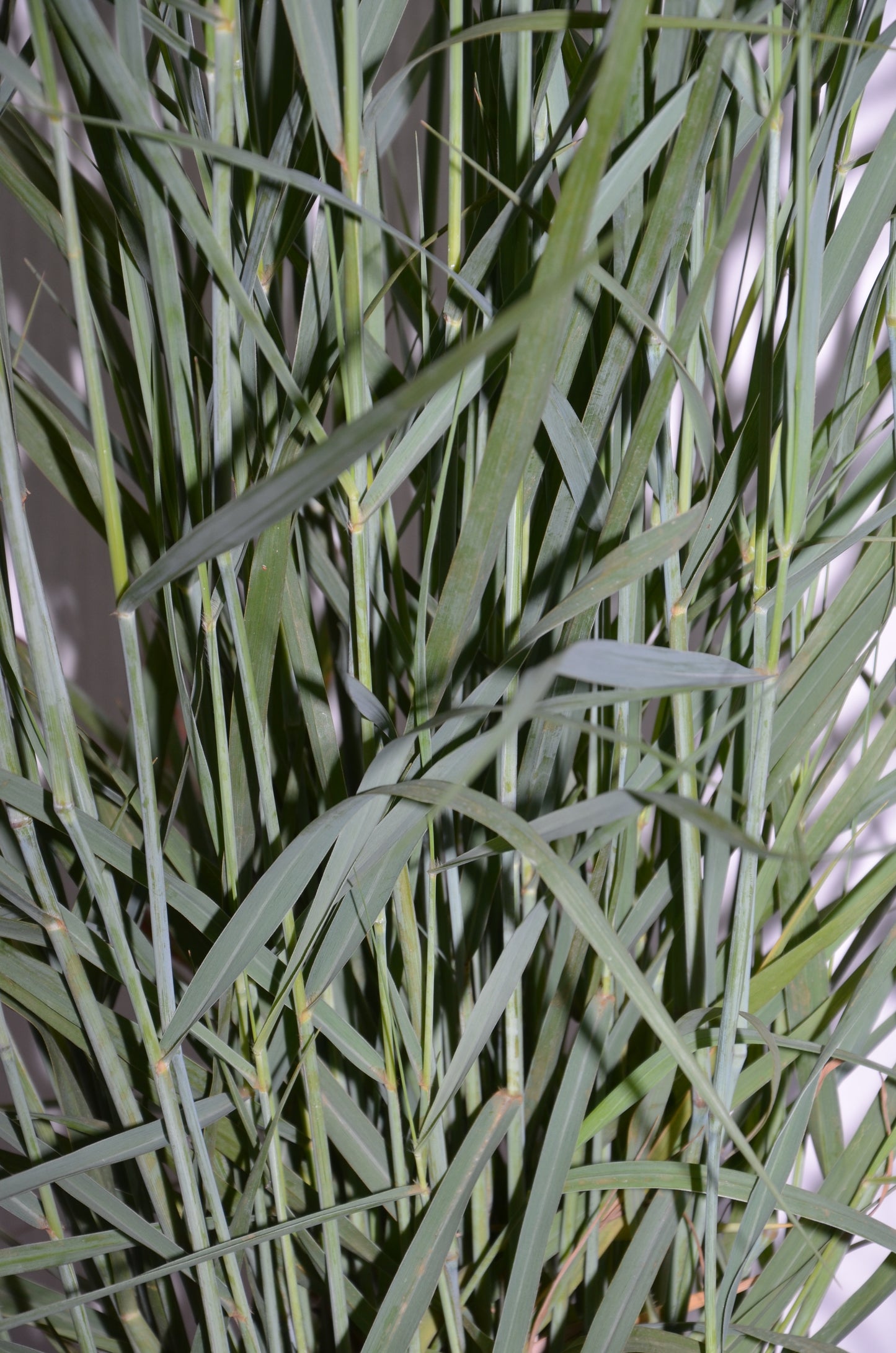 Riesen Rutenhirse Panicum virgatum Prairie Sky - kaufen & pflegen