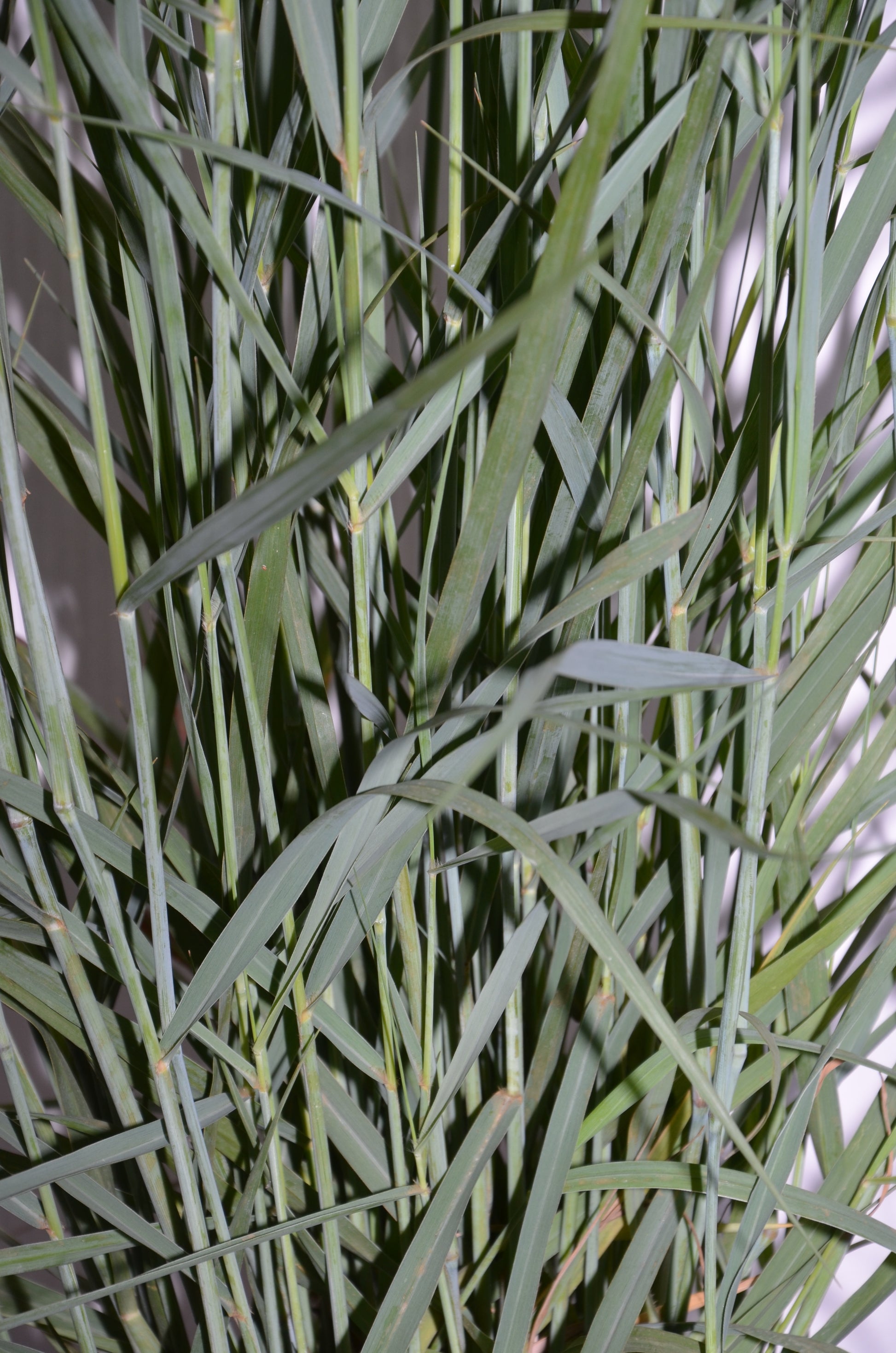 Riesen Rutenhirse Panicum virgatum Prairie Sky - kaufen & pflegen
