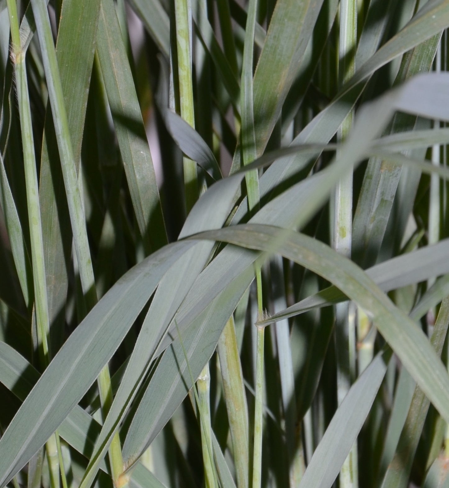Riesen Rutenhirse Panicum virgatum Prairie Sky - kaufen & pflegen