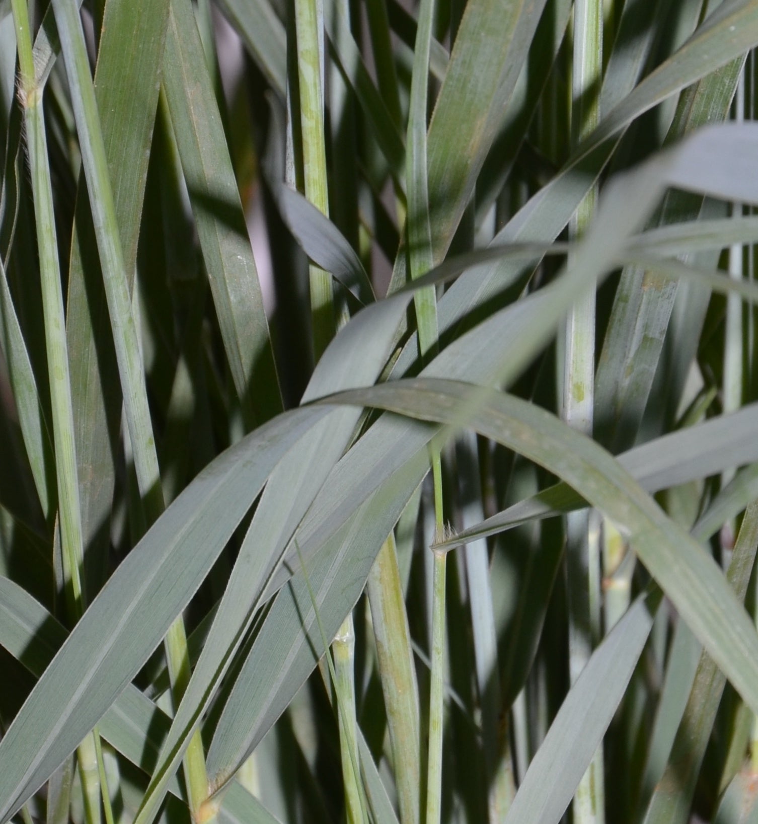 Riesen Rutenhirse Panicum virgatum Prairie Sky - kaufen & pflegen