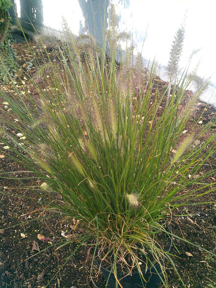 Lamperputzergras Pennisetum alopecuroides Hameln - kaufen & pflegen
