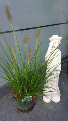 Lamperputzergras Pennisetum alopecuroides Hameln – Pflanze im Verkaufscontainer