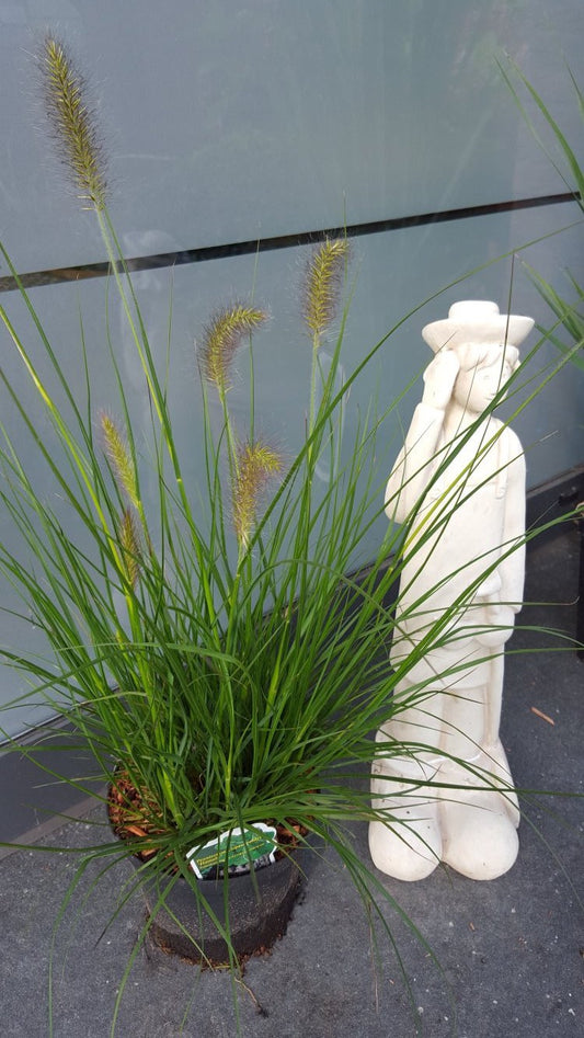 Lamperputzergras Pennisetum alopecuroides Hameln - kaufen & pflegen
