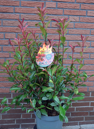 immergrüne Glanzmispel Photinia fraseri Devil's Dream -R- - kaufen & pflegen