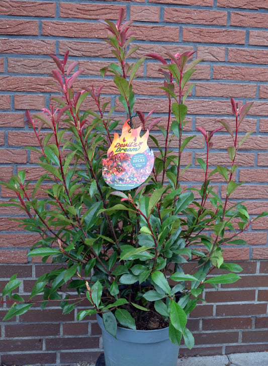 immergrüne Glanzmispel Photinia fraseri Devil's Dream -R- - kaufen & pflegen