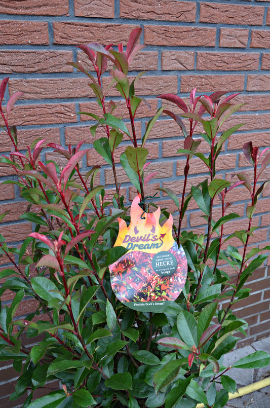 immergrüne Glanzmispel Photinia fras…