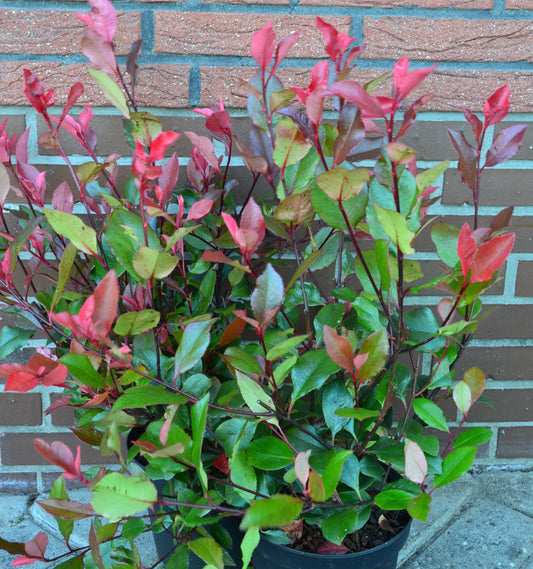 immergrüne Zwergglanzmispel Little Red Robin - kaufen & pflegen