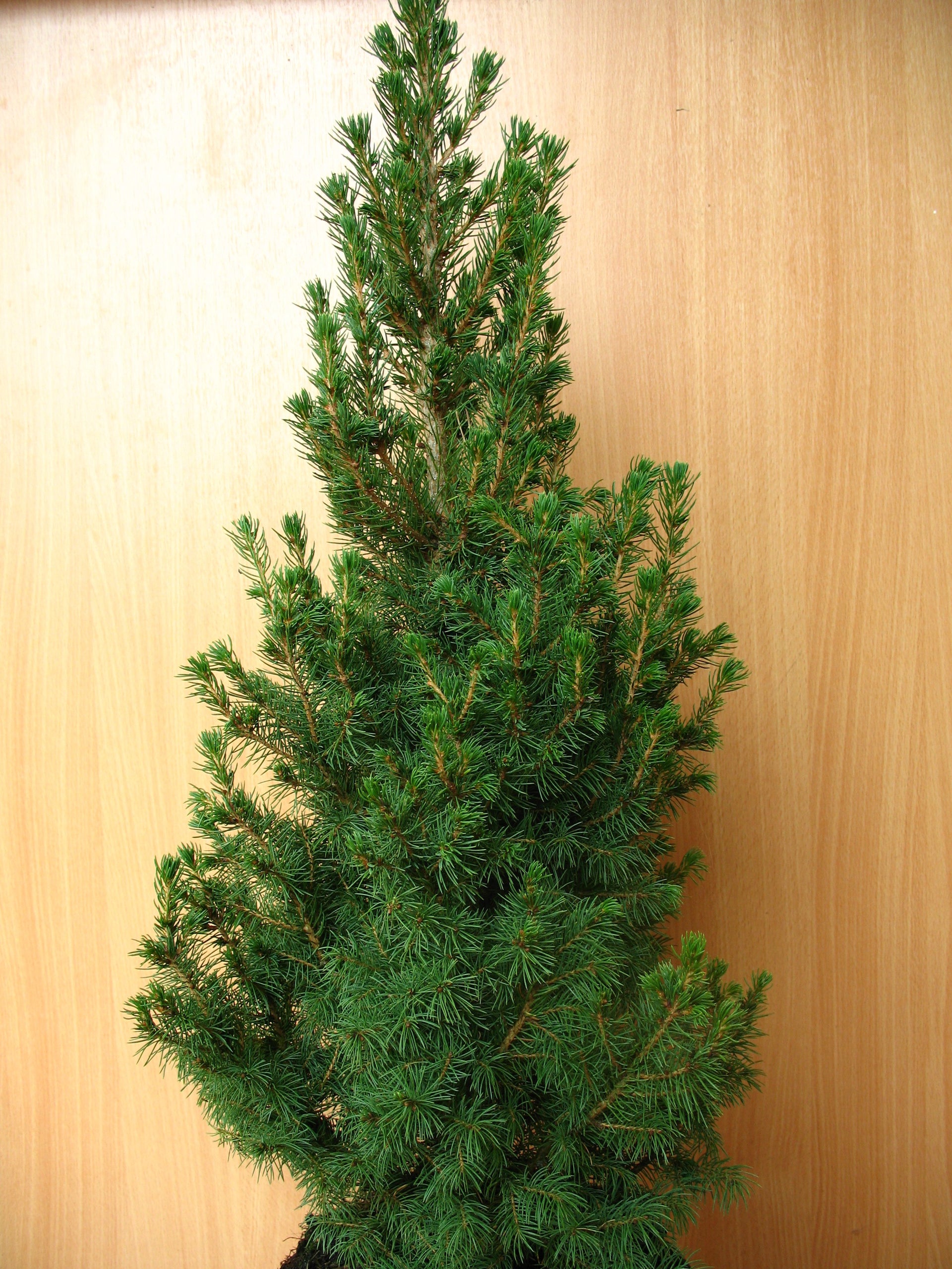 Zuckerhutfichte Picea glauca Conica