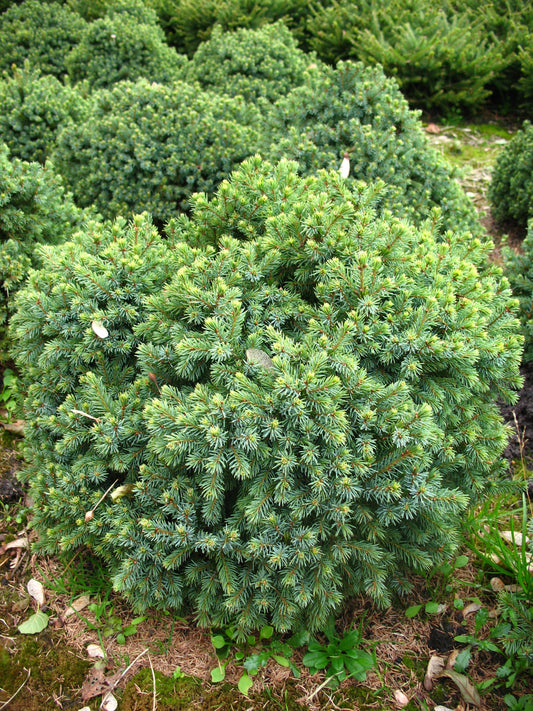 grüne Igelfichte Picea abies Echiniformis - kaufen & pflegen