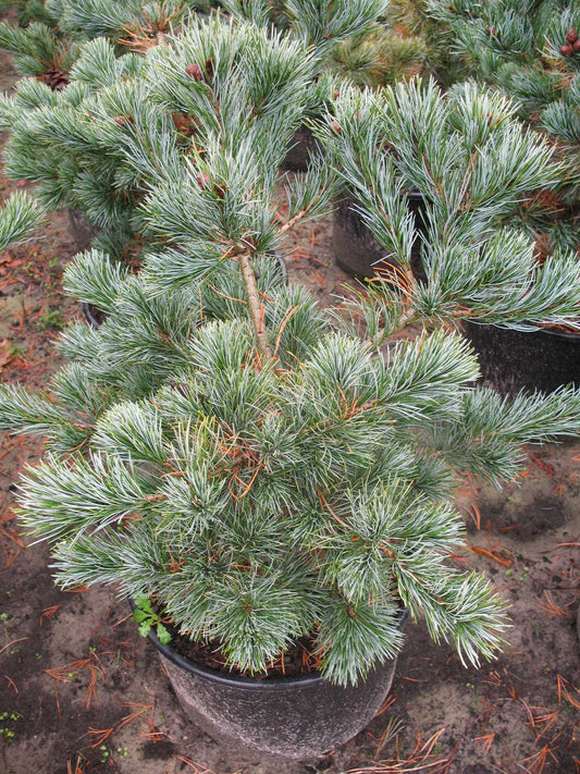 japanische Mädchenkiefer Negishi - kaufen & pflegen