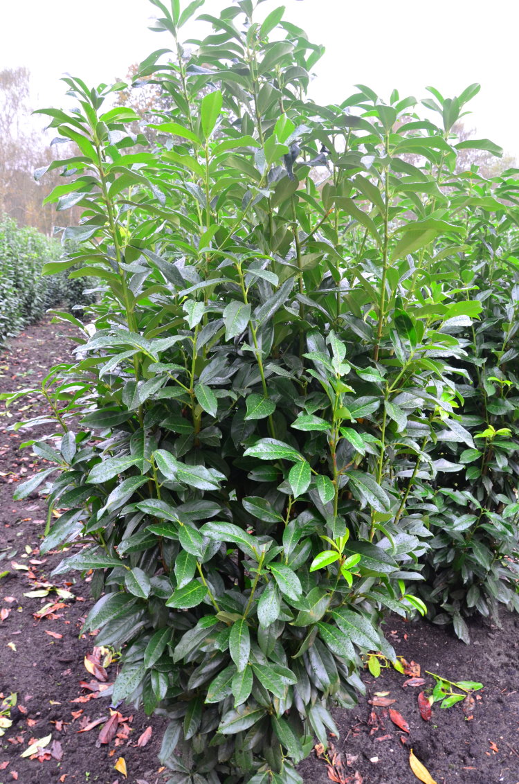 immergrüner Kirschlorbeer Genolia® – als Hecke gepflanzt