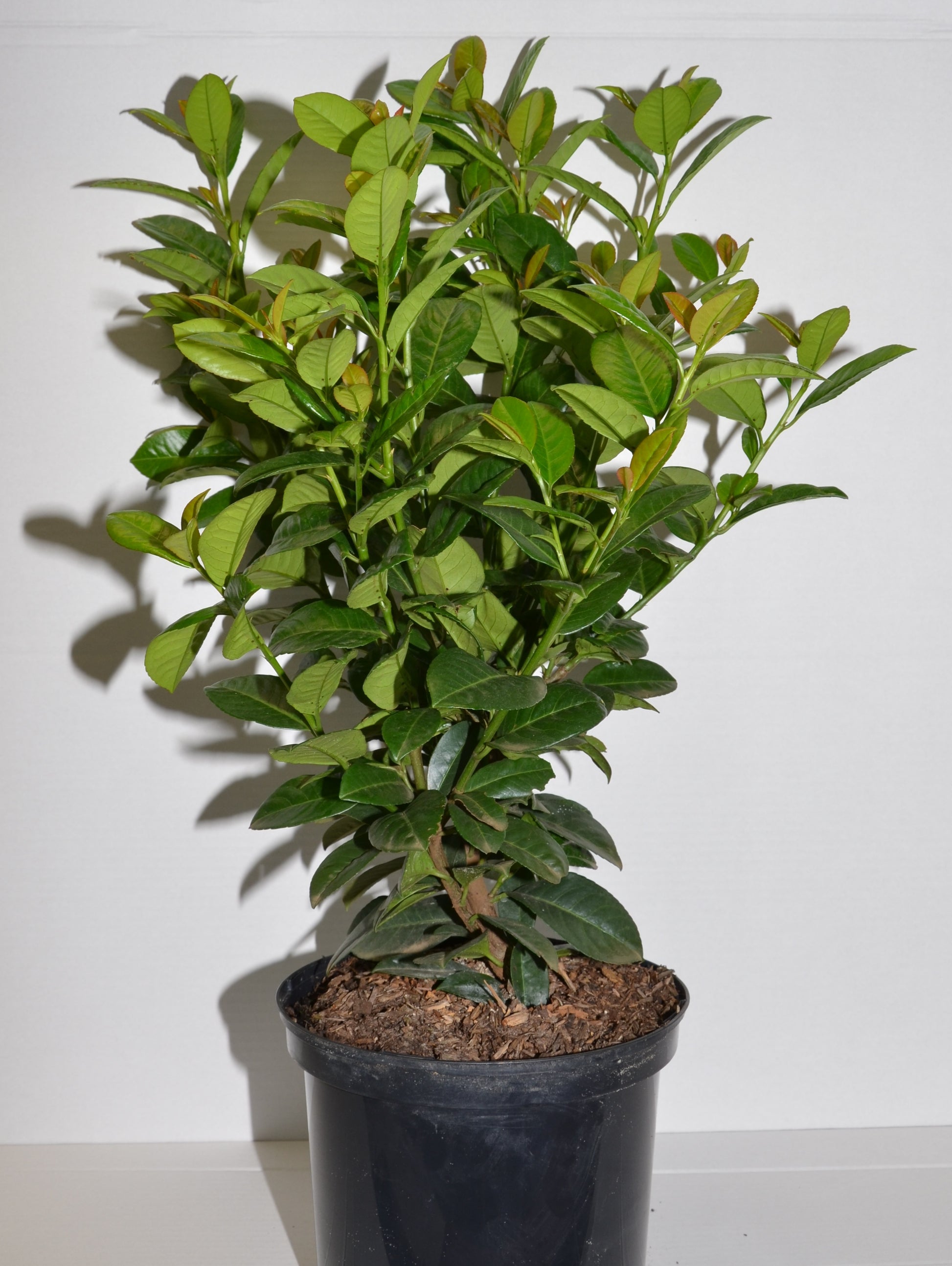 immergrüner Kirschlorbeer Prunus laurocerasus Ani® - kaufen & pflegen