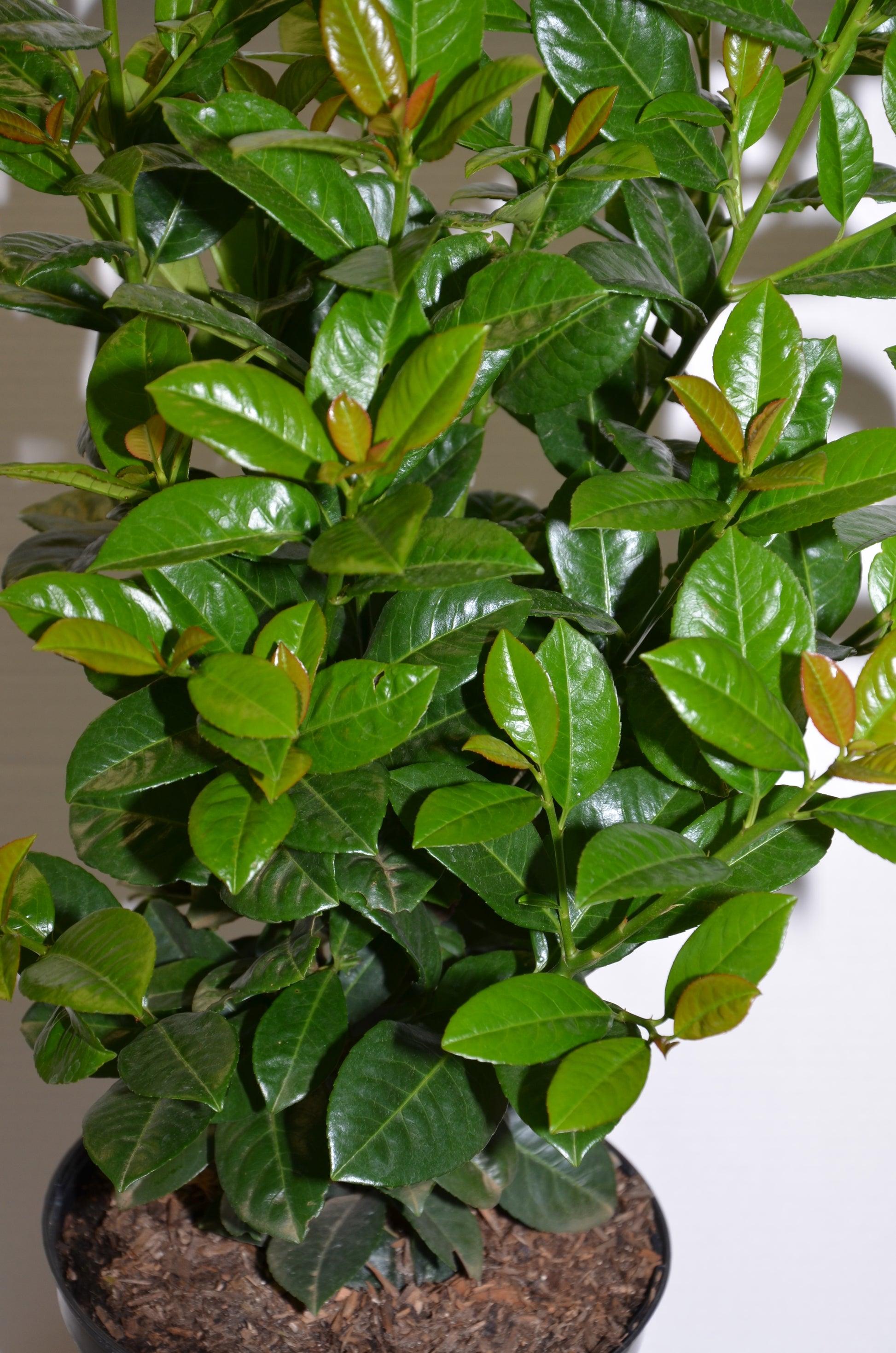 immergrüner Kirschlorbeer Prunus laurocerasus Ani® - kaufen & pflegen