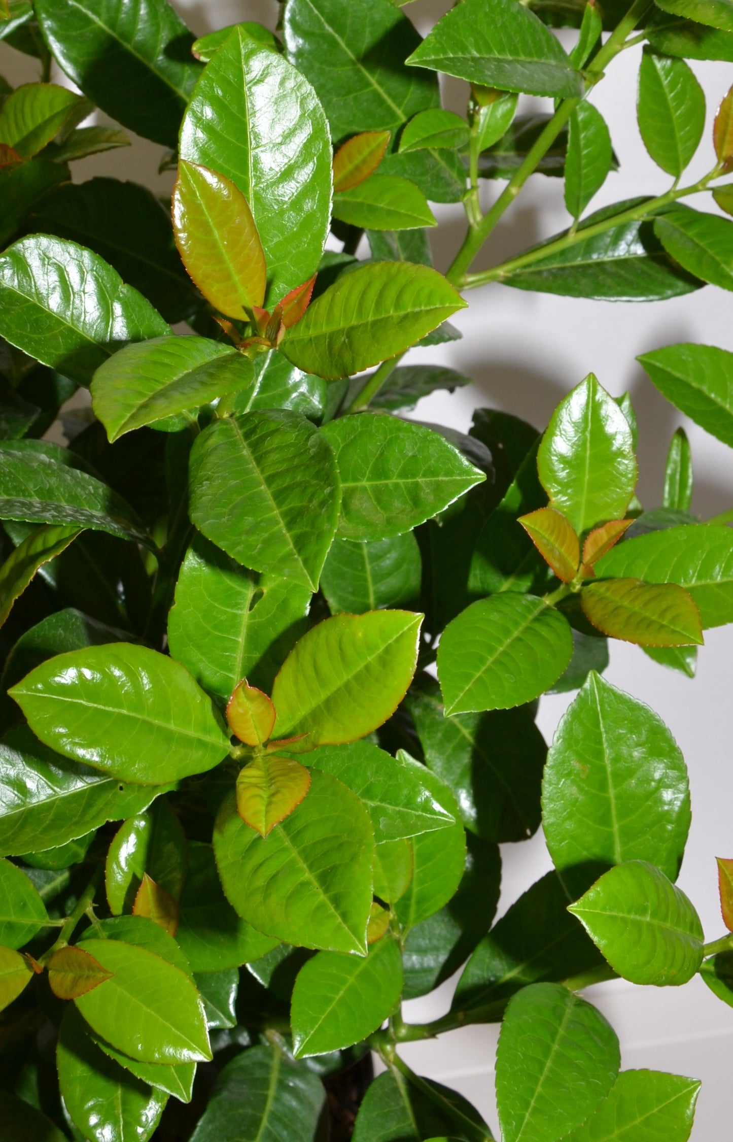 immergrüner Kirschlorbeer Prunus laurocerasus Ani® - kaufen & pflegen