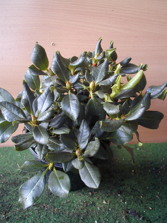 Zwerg Rhododendron russatum Azurwolke | Plantenwelt Wiesmoor