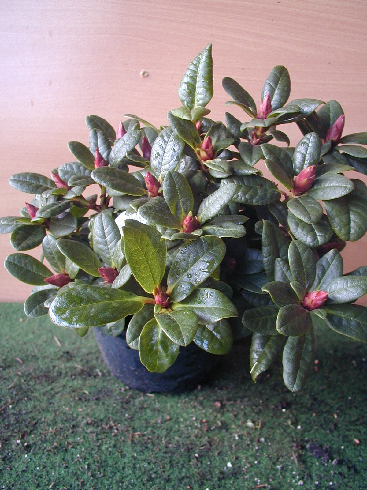 Alpenrose Scarlet Wonder - kaufen & pflegen