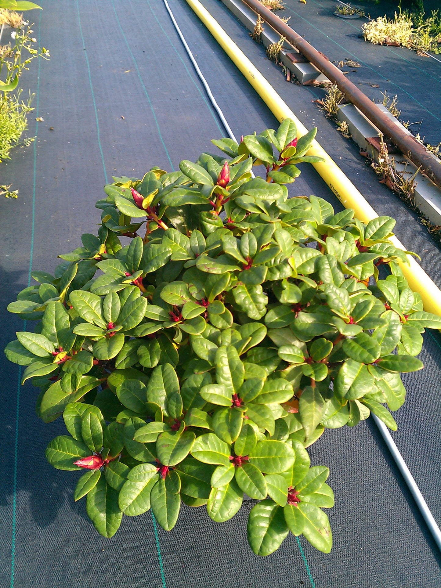Alpenrose Scarlet Wonder - kaufen & pflegen