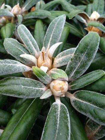 Yakushima Alpenrose Edelweiß - kaufen & pflegen