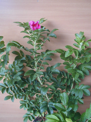 Hagebutte Rosa rugosa – Pflanze im Verkaufscontainer