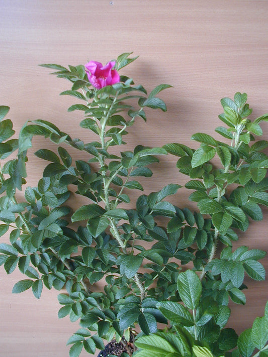 Hagebutte Rosa rugosa - kaufen & pflegen