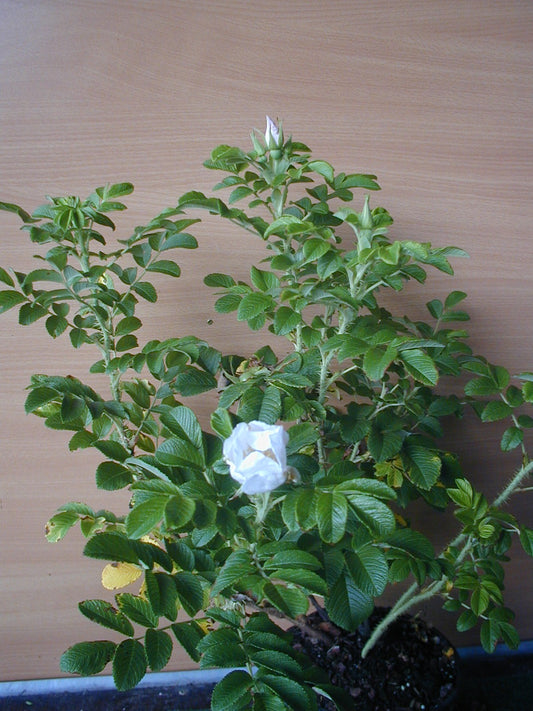 Hagebutte Rosa rugosa Alba - kaufen & pflegen