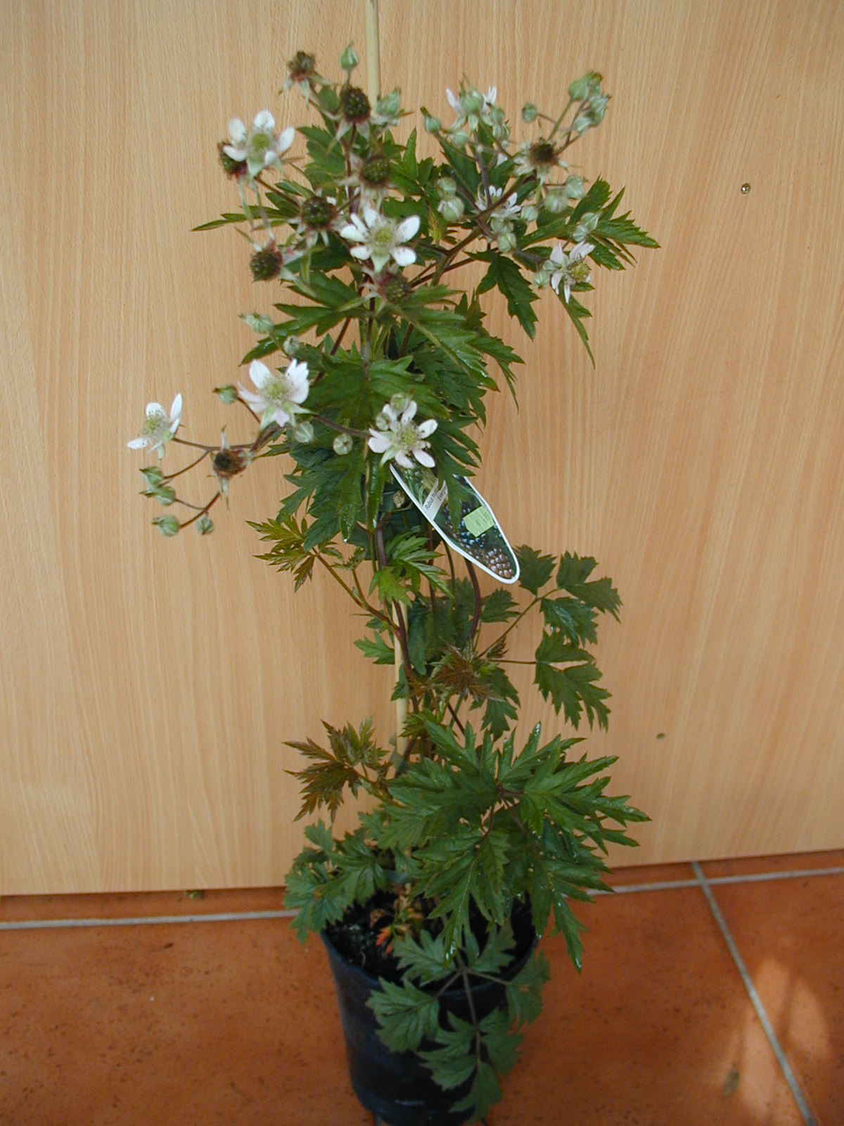 immergrüne dornlose Brombeere - kaufen & pflegen