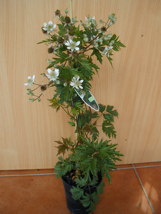 immergrüne dornlose Brombeere - kaufen & pflegen