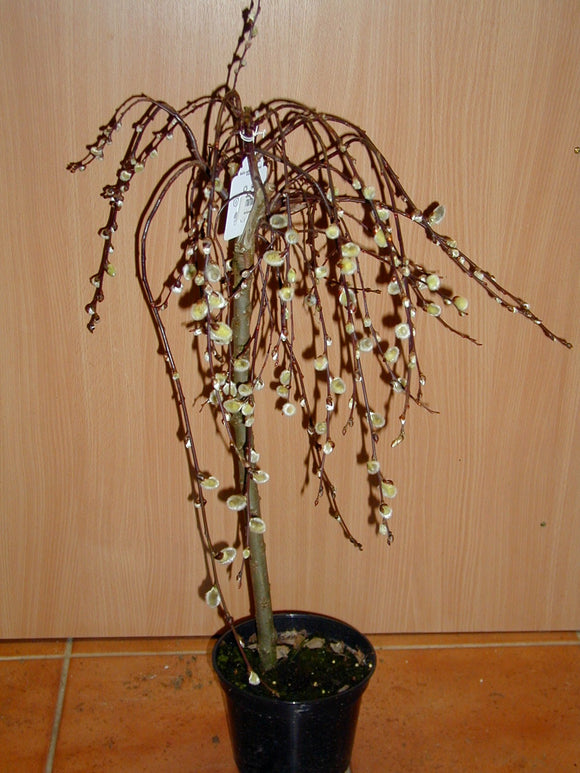 Kätzchenweide Salix caprea Pendula Stämmchen