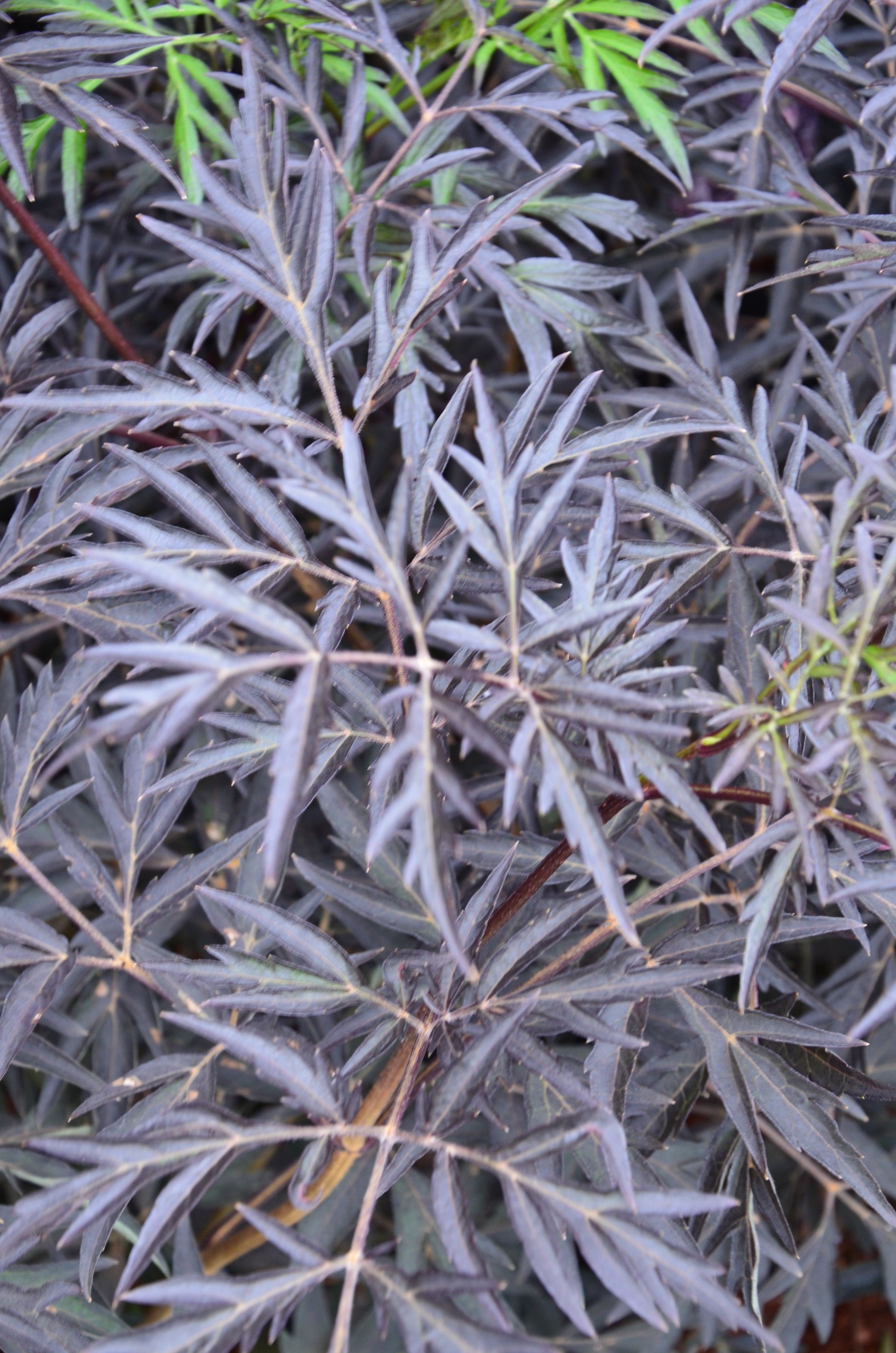 schwarzlaubiger Holunder Black Lace - kaufen & pflegen