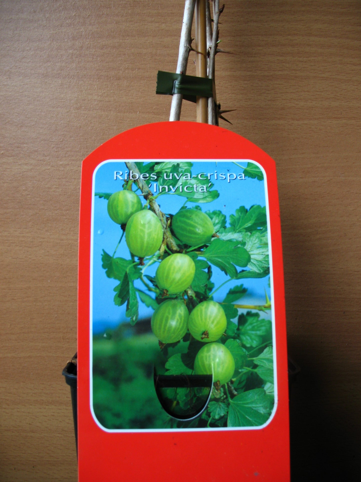 Grüne Stachelbeere Invicata Busch - kaufen & pflegen