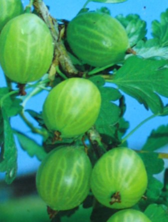 Grüne Stachelbeere Invicata Busch - kaufen & pflegen