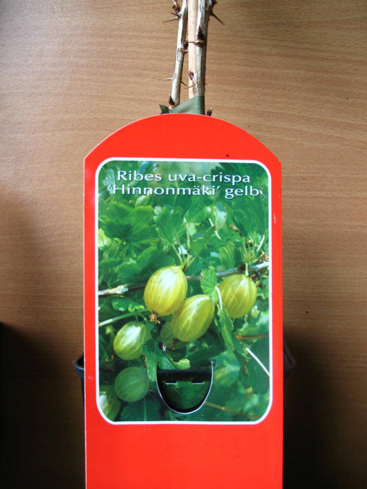 Gelbe Stachelbeere Hinnomäki Busch - kaufen & pflegen