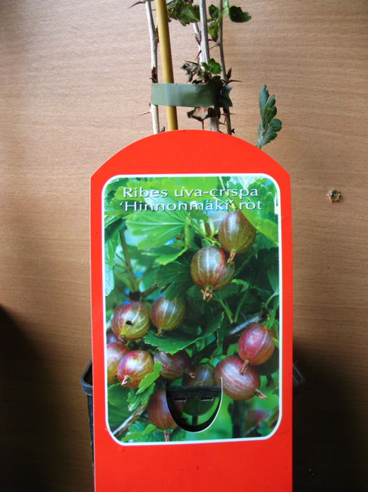 Rote Stachelbeere Hinnomäki Busch - kaufen & pflegen